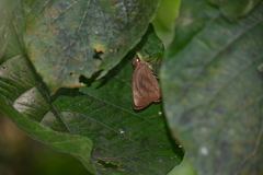 Erionota torus