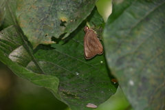 Erionota torus
