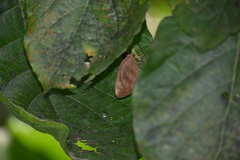 Erionota torus