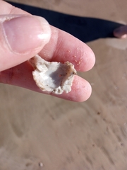 Gastropoda