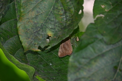 Erionota torus