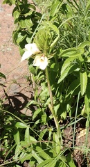 Eulophia parvilabris