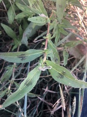 Persicaria prostrata