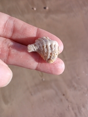 Gastropoda