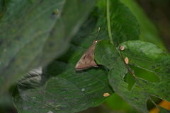 Erionota torus