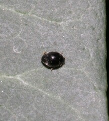 Stethorus pusillus