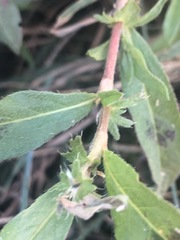 Persicaria prostrata