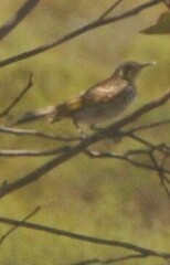 Gliciphila melanops