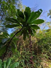 Barringtonia macrocarpa