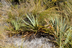 Aciphylla