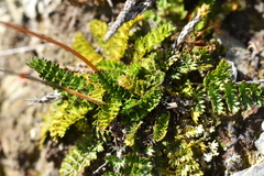 Anisotome aromatica