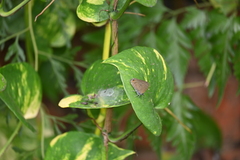 Anthene emolus goberus