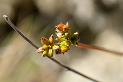 Anisotome aromatica