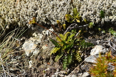 Anisotome aromatica