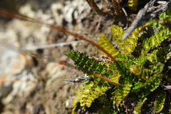 Anisotome aromatica