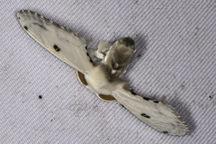 Penicillifera apicalis