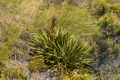 Aciphylla