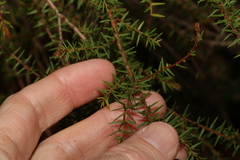 Acacia ulicifolia