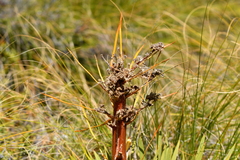 Aciphylla