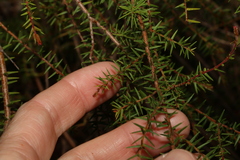 Acacia ulicifolia