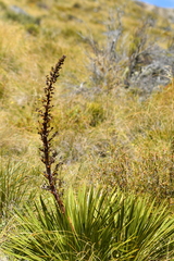 Aciphylla