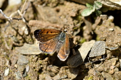 Lycaena caerulea