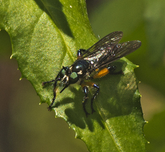 Laphria rufifemorata