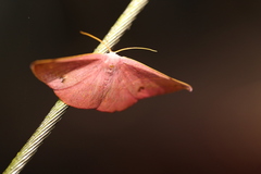 Onycodes