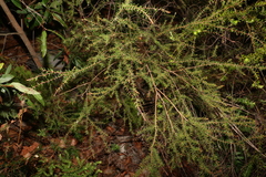 Acacia ulicifolia