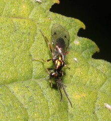 Miscogastrinae