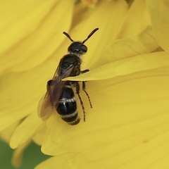 Campsomeriella