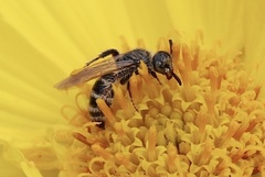 Campsomeriella