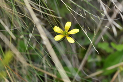 Ranunculus multiscapus
