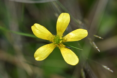 Ranunculus multiscapus