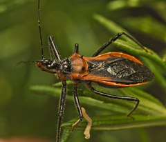 Gminatus