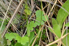 Ranunculus multiscapus