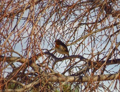 Erithacus rubecula rubecula