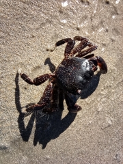 Pachygrapsus marmoratus