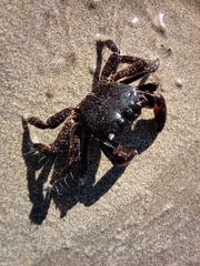 Pachygrapsus marmoratus