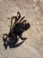 Pachygrapsus marmoratus