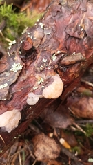 Naematelia encephala