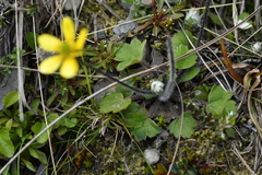 Ranunculus multiscapus
