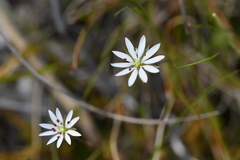 Stellaria gracilenta