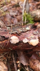 Naematelia encephala