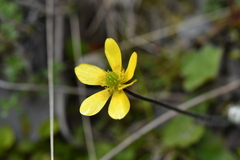 Ranunculus multiscapus