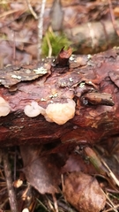 Naematelia encephala