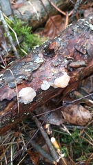 Naematelia encephala