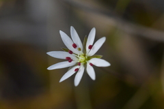Stellaria gracilenta