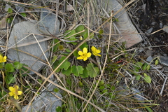 Ranunculus multiscapus