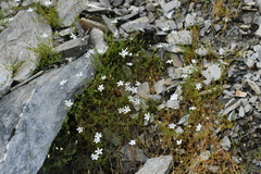 Stellaria gracilenta